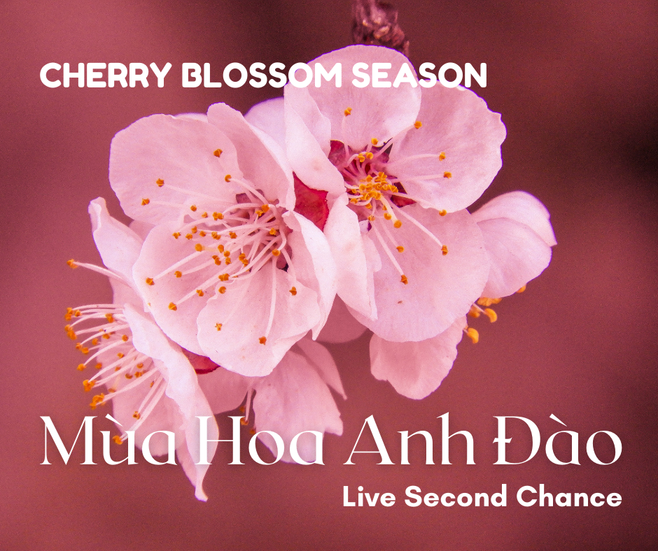 Mùa Xuân Sang Có Hoa Anh Đào - Cherry Blossom - Live Second Chance